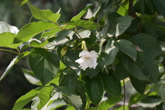Dolichandrone atrovirens
